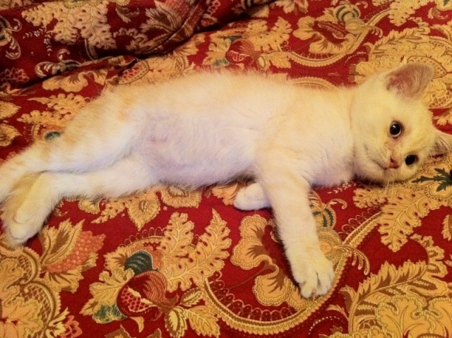 Котовторник! 11.10.11