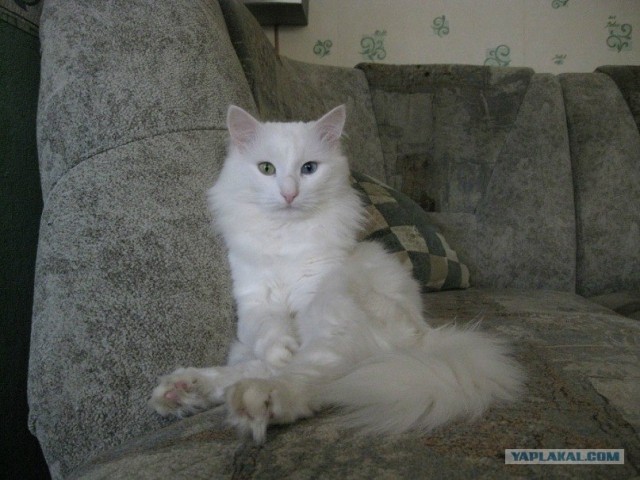 Котовторник (начало в супермаркете!)