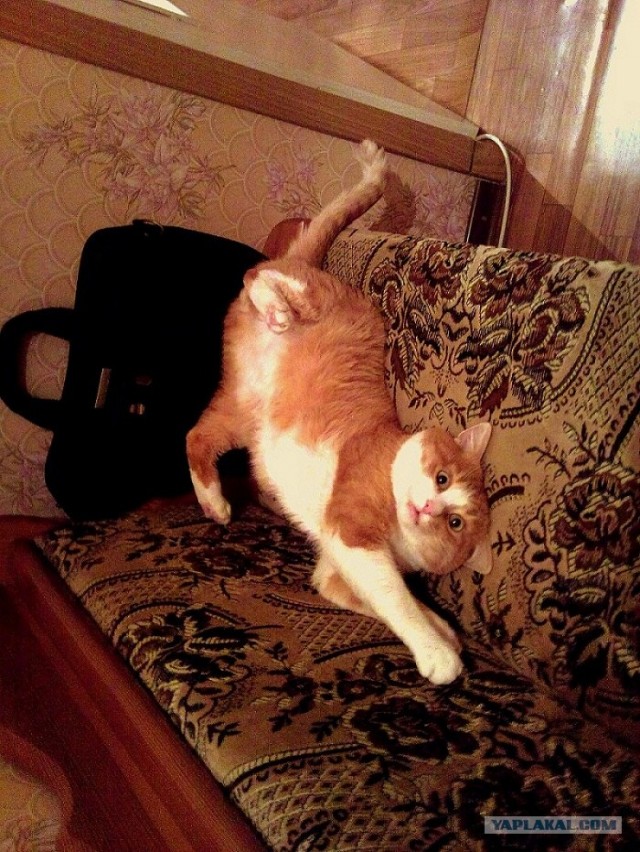 Котовторник!