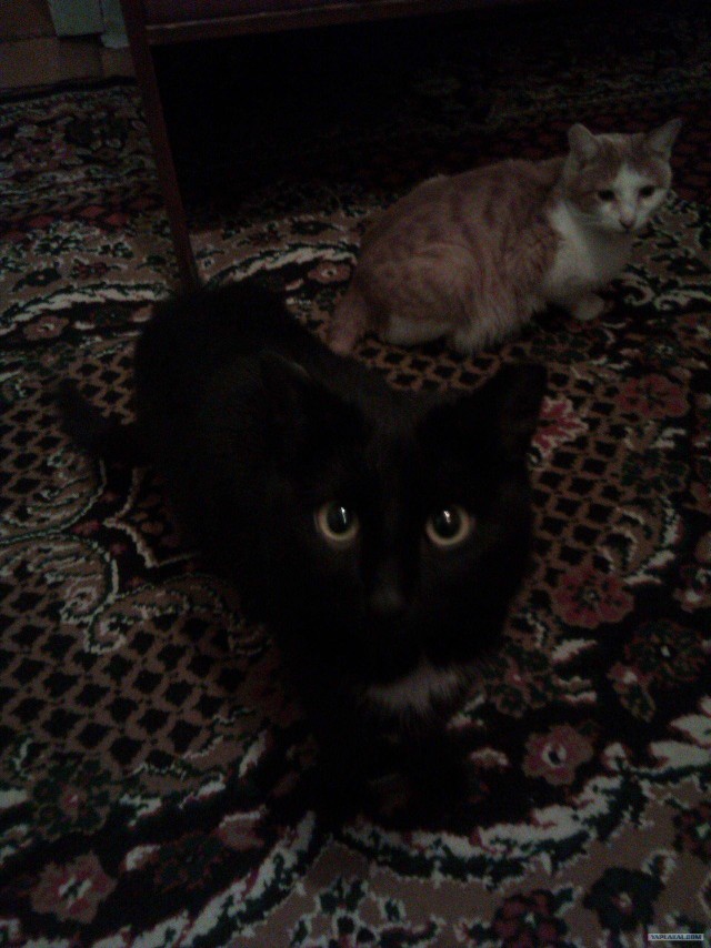 Котовторник (21.02.2012)