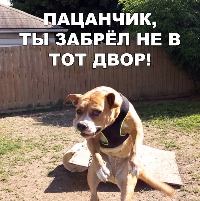 Нестандартный юмор