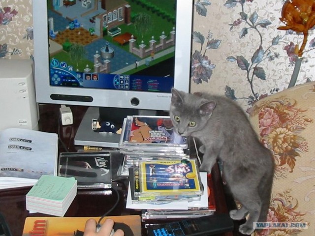 Котовторник 27.03.2012