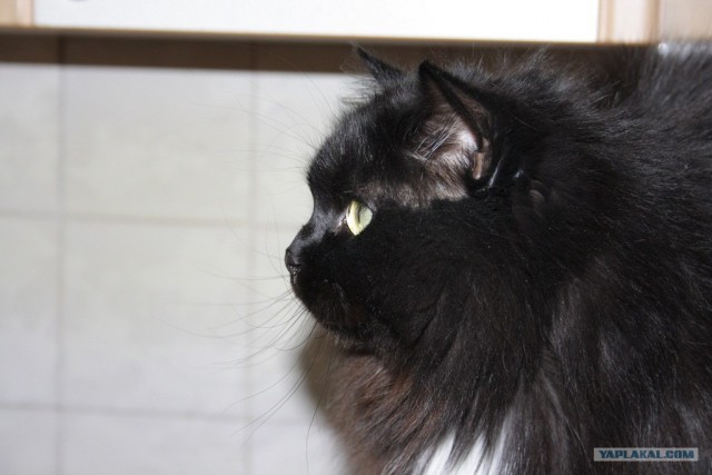 Котовторник  от 3.04.2012