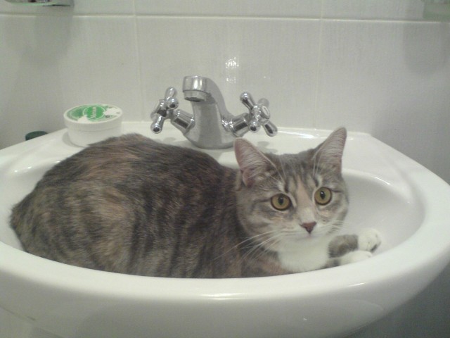 Котовторник 31.07.2012 г.