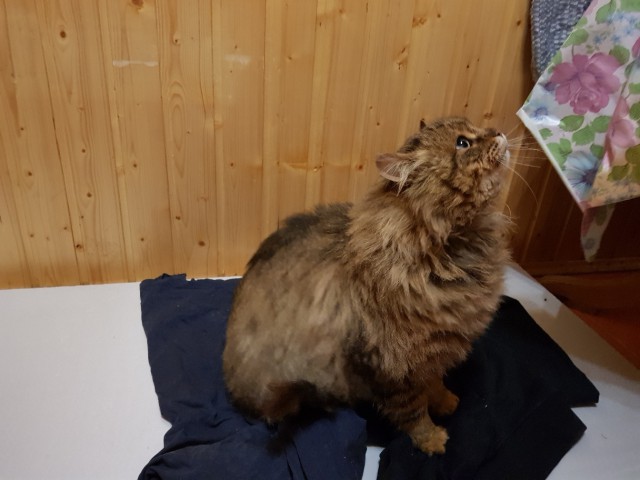 Прикольных котов пост