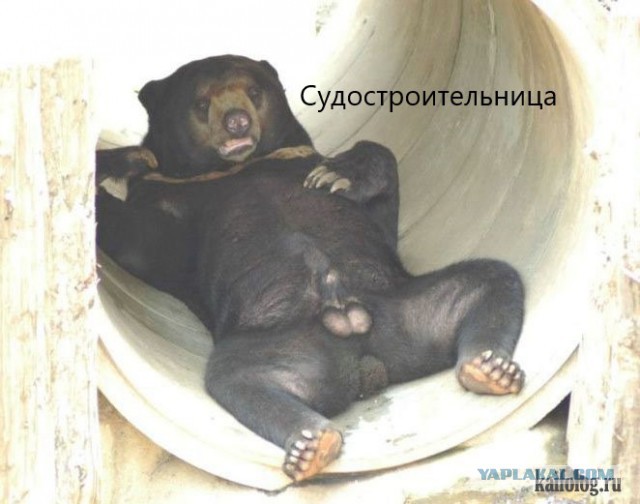 "Сексуальные" фотографии Лизы Песковой