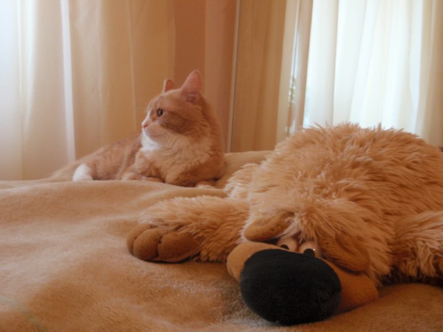 С Днём кошки!