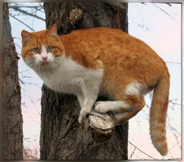 18 котов, которые плевать хотели на законы физики