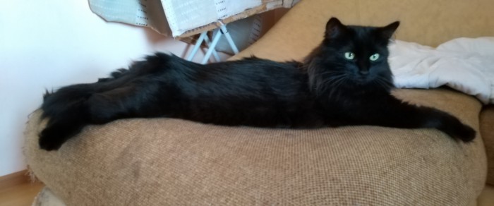 Кошиная жесть