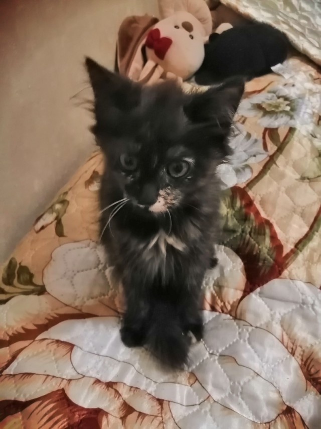 Забавные фото котеек