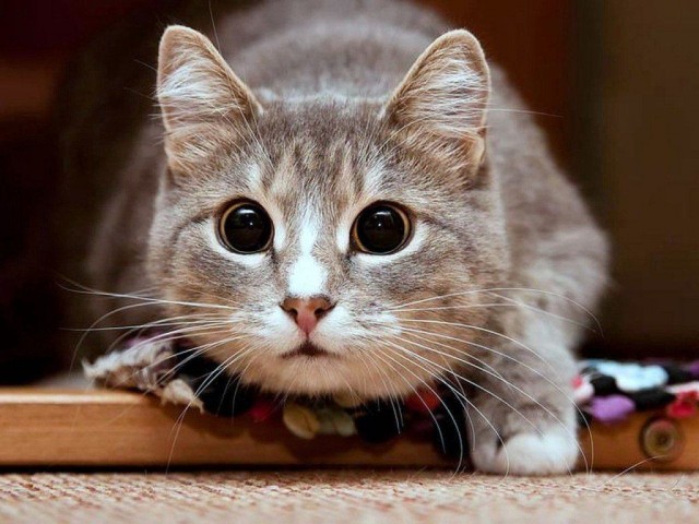 Забавные картинки с котами из сети