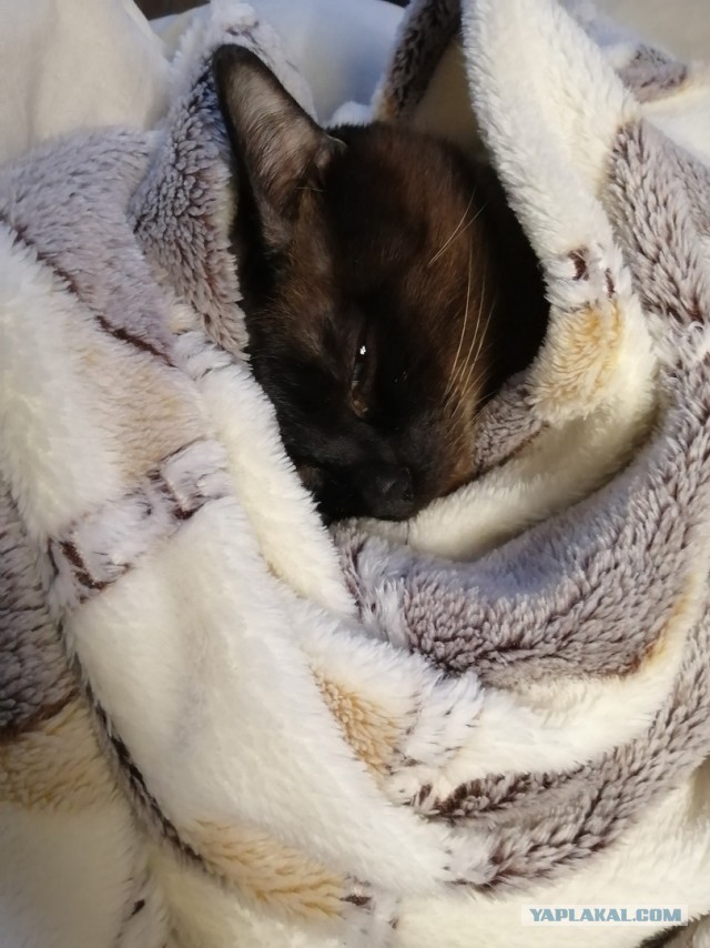 Лучшие сухие корма для кошек
