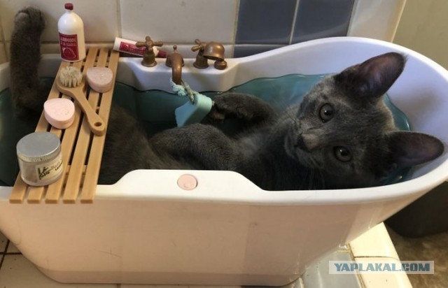 Котовторник?! Коты во вторник!
