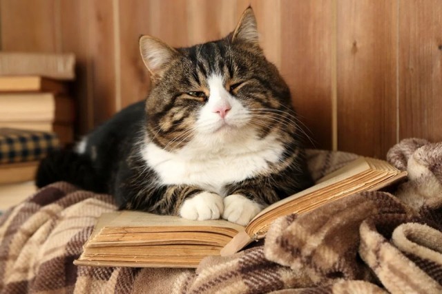 Котовторник?! Коты во вторник!