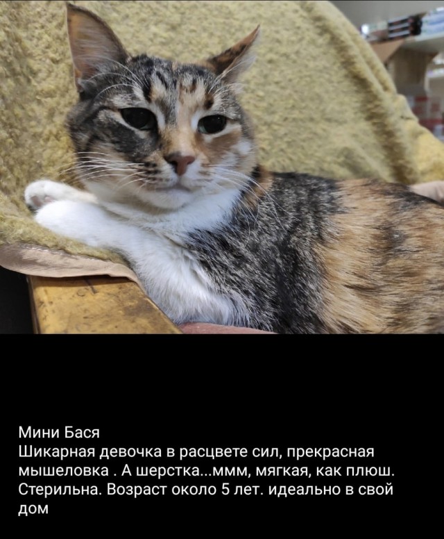 Котики хотят домой.