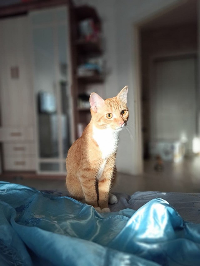 Котовторник!