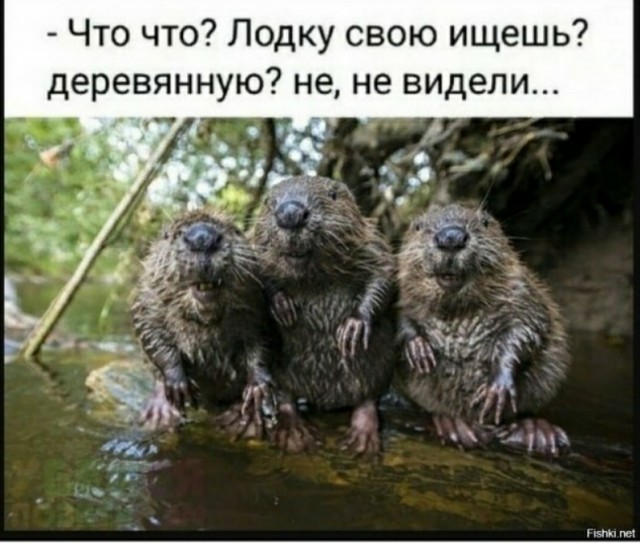 Чернушка и не только...