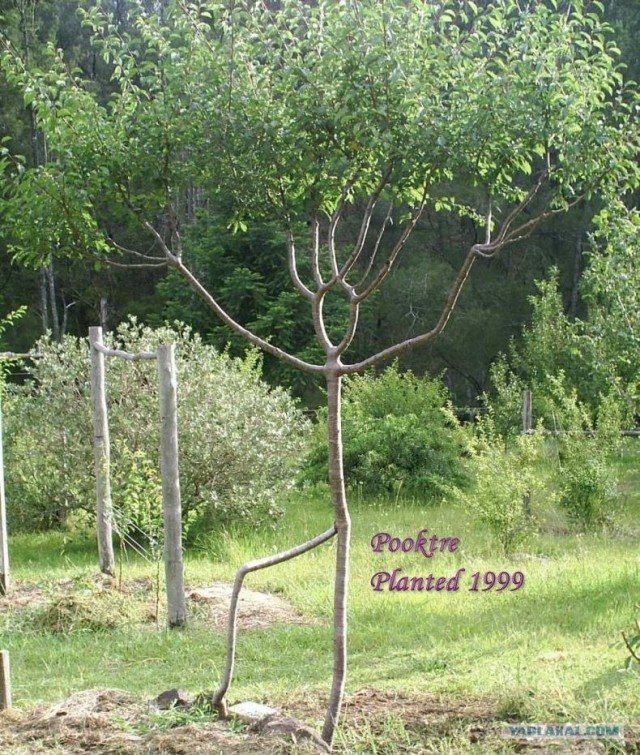 Pooktre — искусство управлять формой деревьев