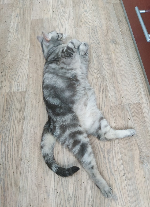 Котовторник 28.09.21