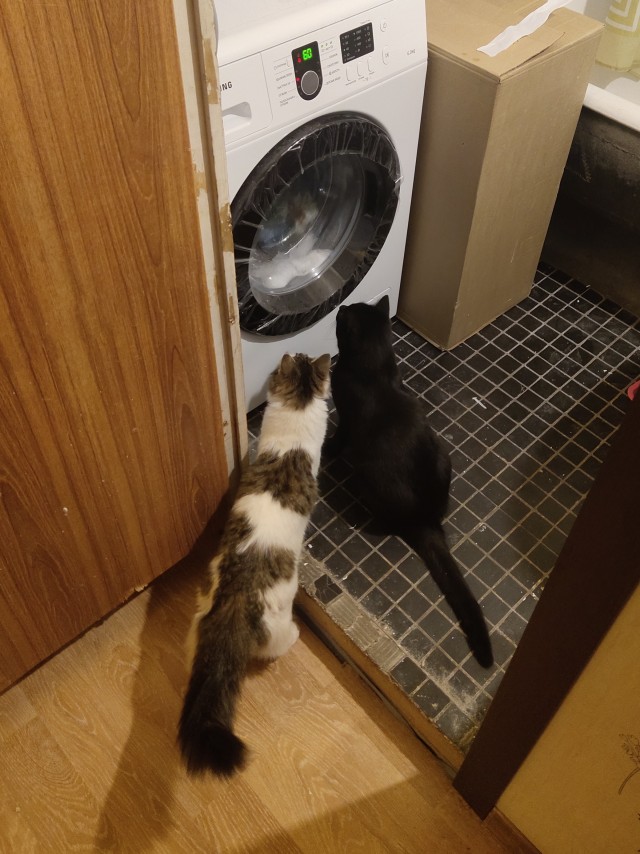 Котовторник 05.10.21 г