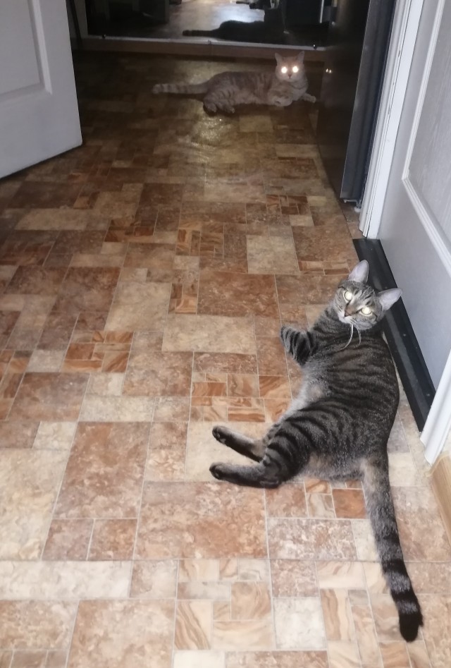 Котовторник. Февраль
