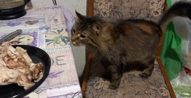 Котовторник. Картинки и буквы 08.02.22