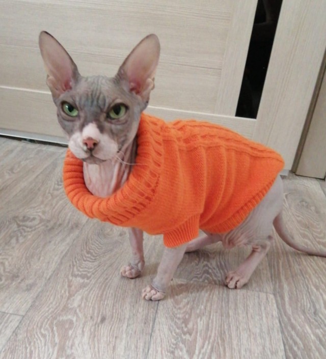 Ну, поехали в котоввторник!