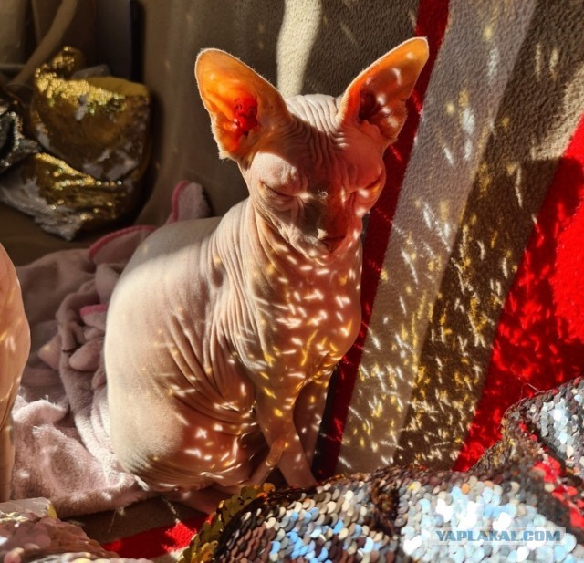 Котовторник