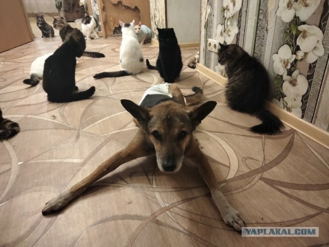 Котики в беде