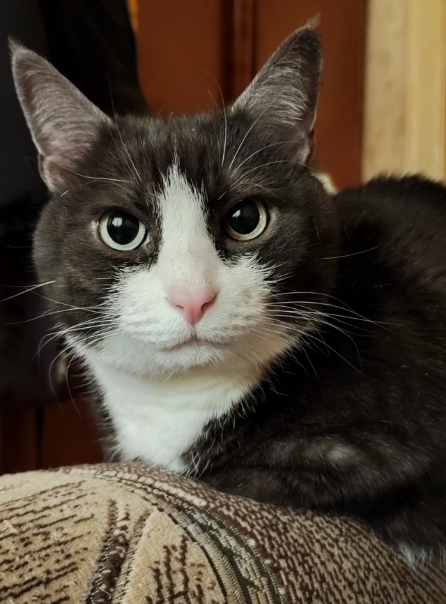 Котовторник ведь начался!
