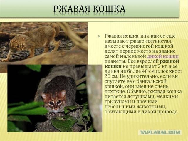 Ржавая пятнистая кошка