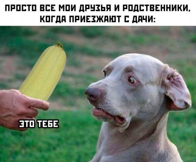 Картинки и мемы для настроения. Выходные скоро