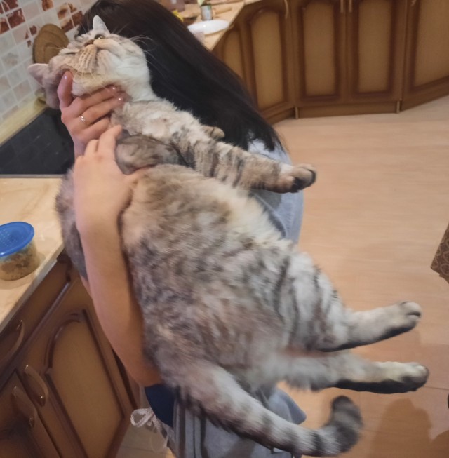 Отдали кота
