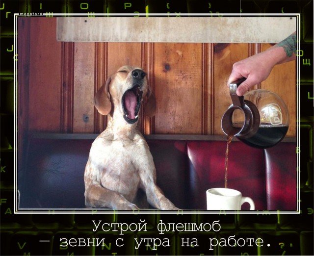 Жрец котов, просим жертву