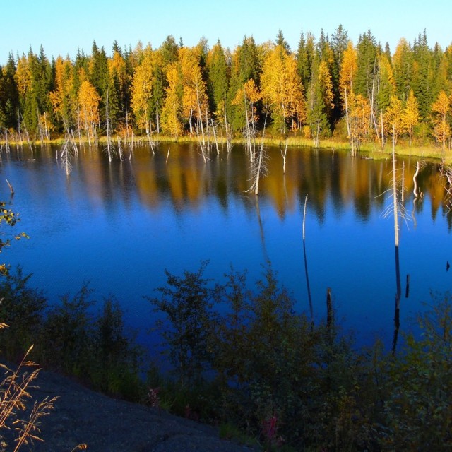 Для ценителей лесов (лесные пейзажи)