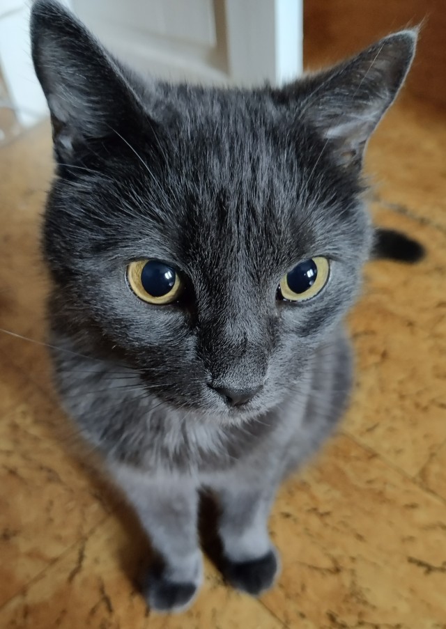 Котовторник 1.11.22
