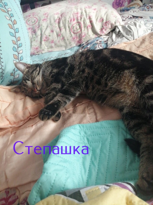 Жизнь домашнего приюта "Котоленд" 360