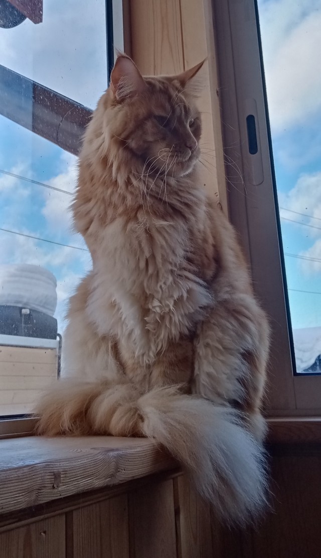 Котовторник прошел, а я не успел