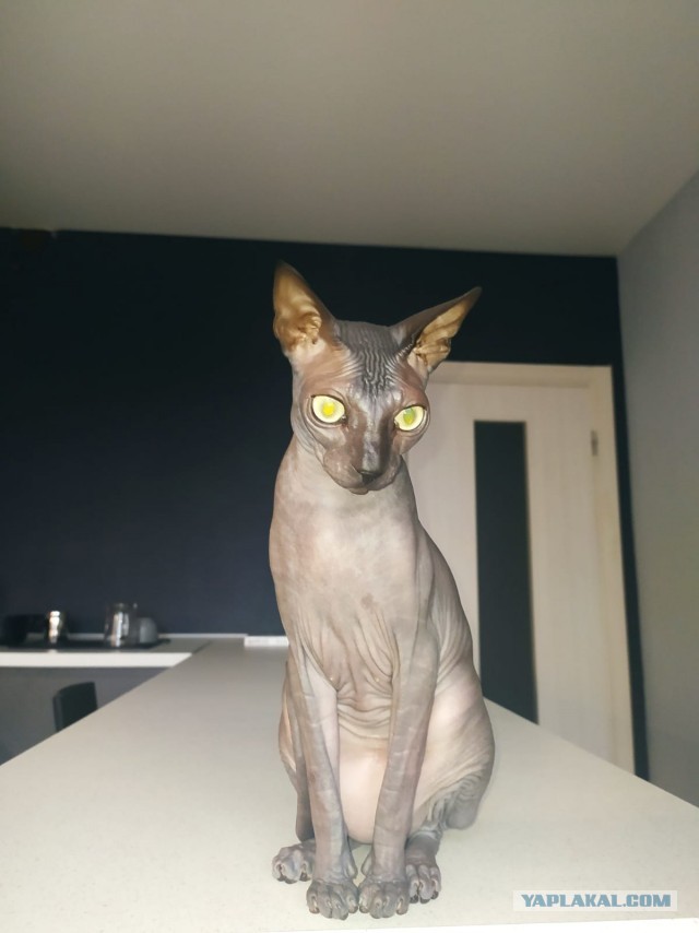 Котовторнику посвящается
