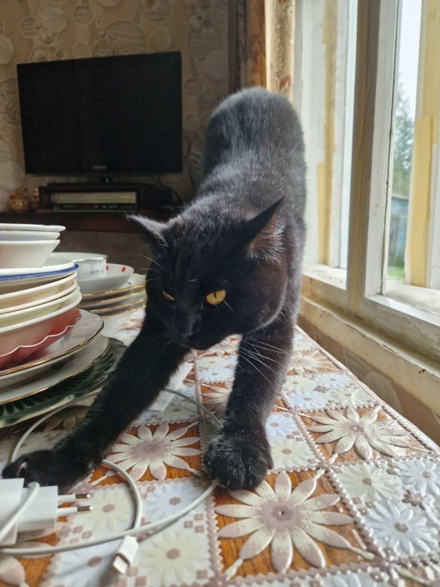 Моя чёрная молния