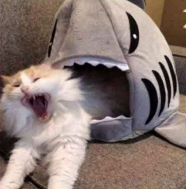 Жесть! Акула напала на кота и жрет! (18+)