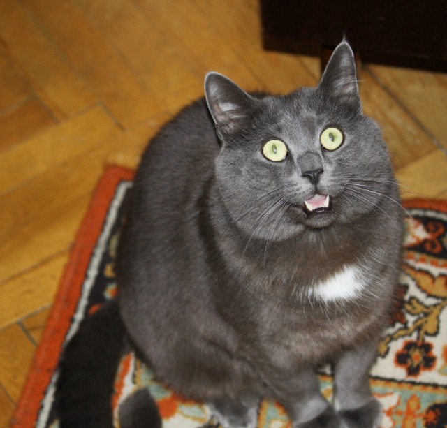 Котовторник 21.05.2013
