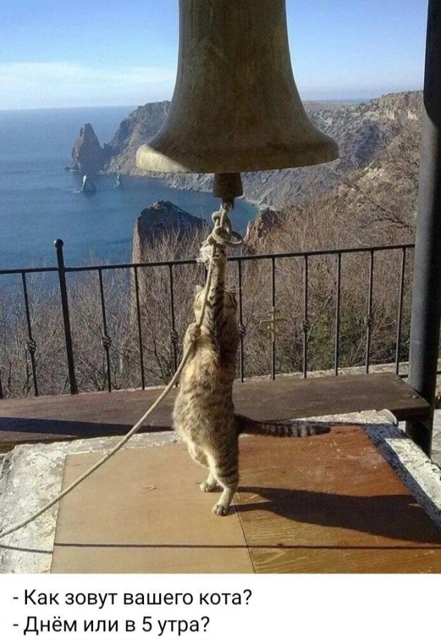 Как зовут вашего кота?
