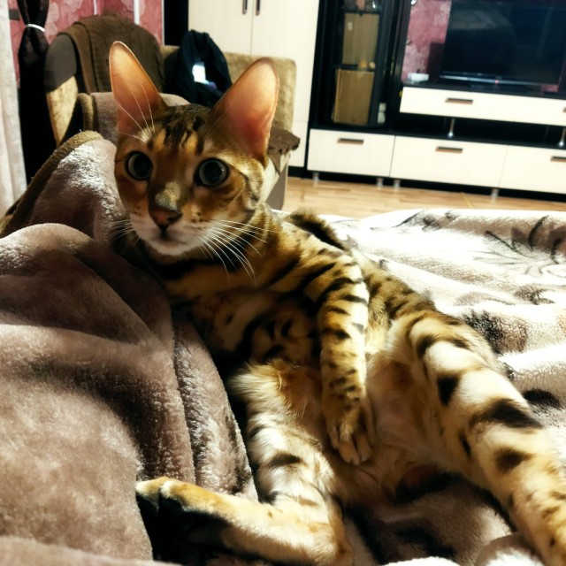 Котовторник 05/11/2024