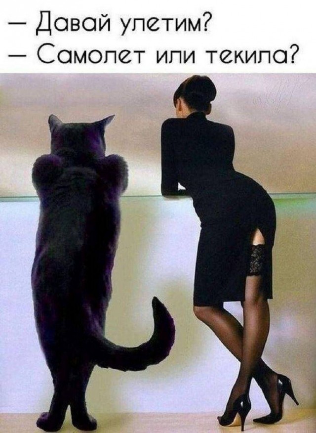 Немного забавных картинок от 22.12.24