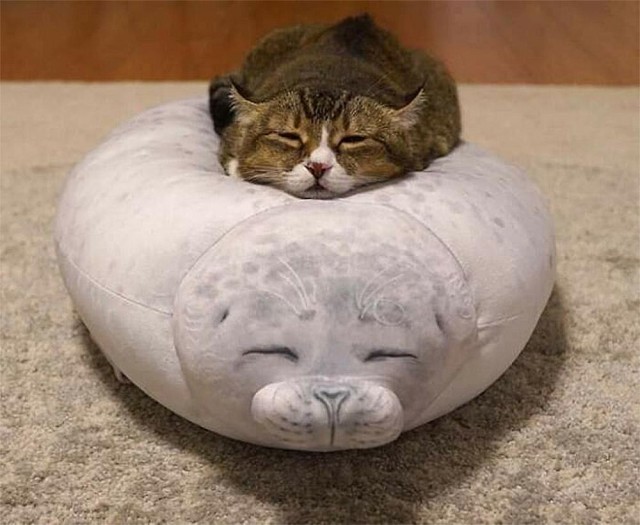 Коты, которые смирились со своей участью