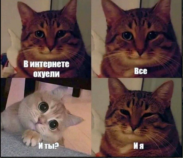 К котовторнику: подборка картинок-баянов с котиками и про котиков. Выпуск 12