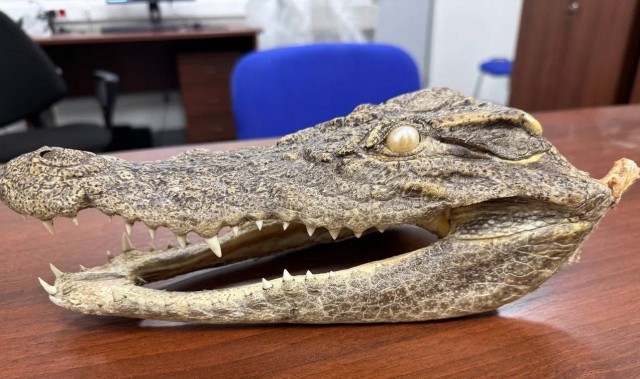 Хабаровские таможенники задержали туриста, который пытался ввезти голову крокодила из Вьетнама