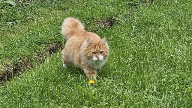 Осенний кот