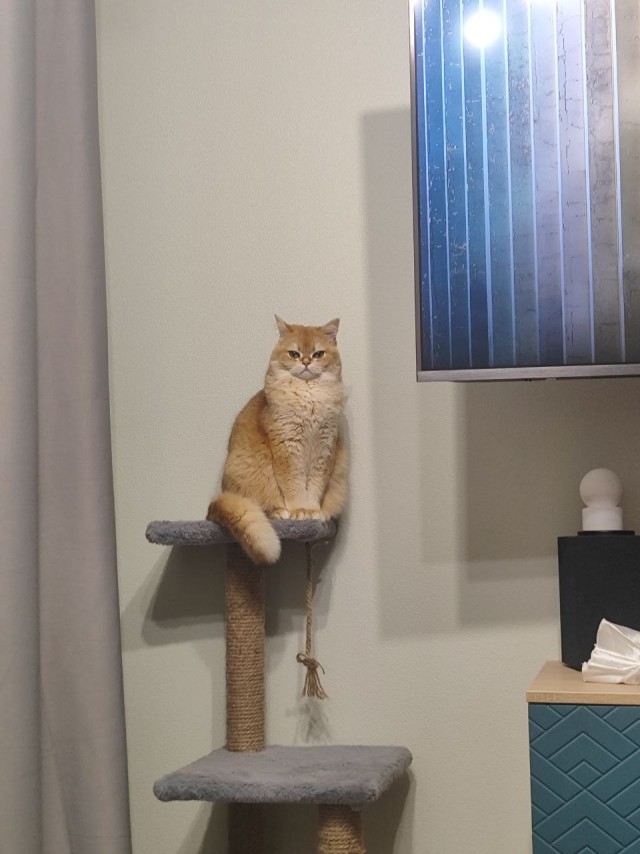Котовторник. Где коты? Мой вот!